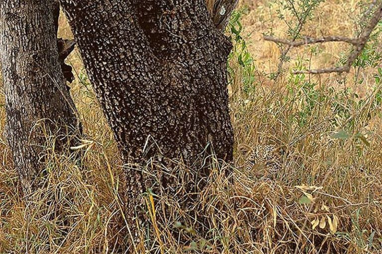 leopard camouflage